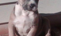 "PR" UKC REGISTERED AMERICAN PITBULL TERRIER
RAZOR EDGE BLOODLINE
COLORS : BLUE / WHITE
FAWN,BLUE BRINDLE,TRI-COLOR
SHORT AN STOCKY MALES AN FEMALES
4 MALES 5 FEMALES LEFT 10 weeks old
PARENTS ON PREMISES ,FIRST SHOTS,WORMED PRICE IS 500.00 for the BLUE