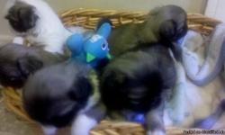 These are some beautiful puppies, very active with thick coats. They are house raised along with mom and dad. Puppies are kept in a clean environment and given lots of love and attention everyday. They are ckc registered, same as mom and dad. All puppies