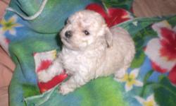 Hi I have 2 precious poodle puppies one girl one boy, both parents are under 7 lbs, they have first shots are dewormed, eating dry solid food, precious champagne color.