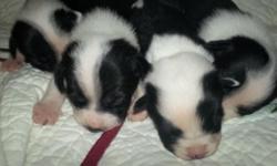 These puppies have an amazing story their mom has made a very rough journey.
Their mom is a jack russel terrier / daschsund whos owner abandoned her after moving homes. Their neighbors contacted us after realizing this had happened and that she was&nbsp;