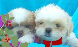 Precious Shih Tzu Puppies Males ONLY $395 and Females ONLY $425
Comes with reg papers and utd shot/worm record
READY DEC 23RD EXCEPTING DEPOSISTS NOW!!!!
JUST IN TIME FOR CHRISTMAS!!!
Call or text 512 445 2911 or 512 445 2911