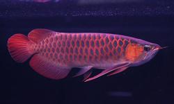 WE SUPPLY BEST QUALITY AROWANA FISHES OF ALL KINDS LIKE,ASIAN RED,SUPER RED,RTG,CHILI RED,GOLDS,ETC..ALL EQUIPPED WITH CERTIFICATES AND CITES PERMIT.WE DELIVER LIVE AROWANA BY AIR CARGO,SO WE CAN DELIVER TO ALMOST ANYWHERE IN THE WORLD.RE-SELLERS ARE