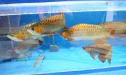 WE SUPPLY BEST QUALITY AROWANA FISHES OF ALL KINDS LIKE,ASIAN RED,SUPER RED,RTG,CHILI RED,GOLDS,ETC..ALL EQUIPPED WITH CERTIFICATES AND CITES PERMIT.WE DELIVER LIVE AROWANA BY AIR CARGO,SO WE CAN DELIVER TO ALMOST ANYWHERE IN THE WORLD.RE-SELLERS ARE