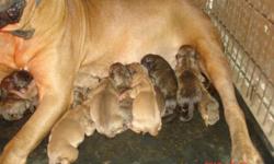 uppc reg. presa canario pups born 9-9-10 parents on premises going fast taking deposit. sire, 135lbs dam 115lbs. brindle sire red dam.