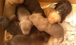 8 Puppies are in need of a loving good home just in time for Christmas