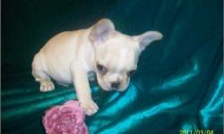 Nice & Tiny ***French -Bulldogs;*** All Colors; Frenchie's Weight From (3-Lbs); Frenchie's Age From (8-Weeks Old); Frenchie Comes With (1) Year Warrantee On Congenital Defects; Home Grown Frenchie; Microchip With Frenchie's ID; Private Breeder; Home Grown