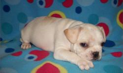 Tiny & Pretty ***Frenchie-Bulldogs***;(AKC) Registration; Must See; Up To Date Shots And Deworming;Minis Heads; Males And Females Available; Florida Health Certificates; (1) Year Warrantee On Congenital Defects; Free Grooming; (3) Free Vet Visit; Free