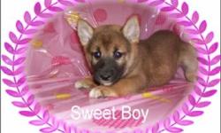 Pretty ***Shiba-Inu*** Pup;Must See; Male ;Color Red Sesame; Up To Date Shots And Deworming; Pedigree Papers; Florida Health Certificate; Microchip With Pups ID; (1) Year warrantee On Congenital Defects; (3) Free Vet Visit; Private Breeder; Home Grown;