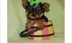 Tiny **T-Cup Yorkie**;Pup's Age Only (8)- Weeks Old;T-Cup's Weight Only (1-Lb/4-ozs);Pretty Coat; Males And Females; Pedigree Papers; (1) Year Warrantee On Congenital Defects; (3) Free Vet Visit; Florida Health Certificate; Up To Date Shots And Deworming;