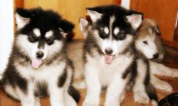 HAPPY HOLIDAYS AND MERRY CHRISTMAS...BEAUTIFUL ACA Alaskan Malamute Puppies..2 MALES AND 1 FEMALE..Up to date on shots and wormings. 12 wks old Puppies come with HEALTHY PUPPY GUARANTEE AND CONTRACT, SHOT RECORDS, AND ACA registration papers. These not so