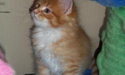 MAINE COON KITTENS CFA/TICA REG. Some with show lines A TRUE DOG IN A CATS BODY We Offer Sterling Black W/White Star on his Chest Male he has had All his Shots, Been ALTERED, and PRE SPOILED in our home He is ready for his Forever Homes GO TO