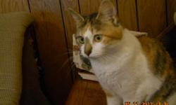 Prissy is a darling calico kitty,&nbsp; who has&nbsp; a brown nose.&nbsp; She is just the cutest kitty you ever saw.&nbsp; She is loving, frisky and playful.&nbsp; She is about one year old.&nbsp; Fully vetted. adoption fee applies.&nbsp; Vet