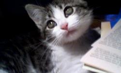 Playful, potty trained, loving.
Female, 12 weeks, green eyes.
Tiger striped, black/white.
Great personality, bright.
Needs home; small apt.
Home: 520-398-4490.