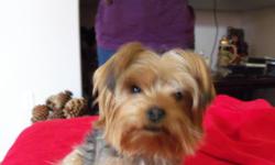 Harley is a beautiful male yorkie looking for female company. He has already fathered 2 litters,2 in the first and 4 in the second . His puppies are healthy with good coats. I have a three generation background from AKC on him and of course he is