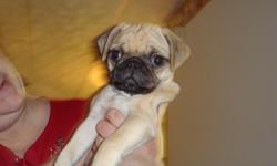 I have five beautiful full breed pug puppies there are 3 males an 2 females. They are updated on their shots dewormed and have thier ica papers. Dad and mom are on the premises both parents are very loving an playfull. The puppies are being raised in my