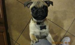 Male 3 month old pug
Current with shots, very friendly with adults, kids, and other dogs.
We just have to many dogs.
Call Vic at 561-732-4715