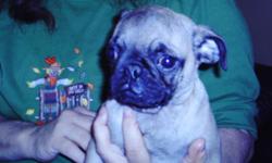 male pug pup ckc reg, has had shots and been wormed parents on site 200.00