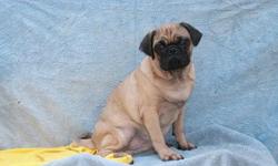 We are offering for sale these beautiful male Pug puppies. They're chubby little fellows that are sure to be family pleasers. They have been wormed regularly and have had all their puppy shots. They're ready to go to their new homes. Give us a call if you