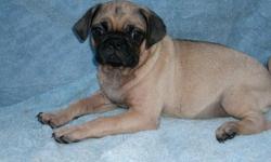 We have for sale two fawn Pug puppies. They are up to date on all shots and worming, they have been checked by our veterinarian, and they are guaranteed for a period of one year against any genetic or hereditary problems. There's lots of love and
