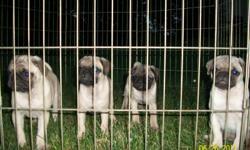 4 Pugs for sale
3 female-$400 1 male- $350
AKC registered born April 9, 2011
weaned and eating dry food for 3 weeks
all shots and wormed to date
will deliver to your area
John (219) 869-2713