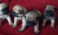 I Have 3 Females and 1 Male Pug Puppies Born 12-8 -2010 Fawn With Black Mask
First Shots and Dewormed
Call Miguel @ 713-868-9500
Gilbert AZ.