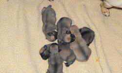 AKC registered pug puppies 3 male/3 female. Will be ready to go on Valentine's Day. Come with 1st shots and deworming, as well as AKC papers and small baggie of puppy food. Serious inquiries only! Cash only please. Shipping is not available.