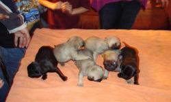 I have 5 CKC fawn colored Pug Puppies. 6 weeks old. They come with there first set of shots, wormed, CKC papers, and puppy pack. They are started on pad training. Raised in house with kids. I have both parents. Will meet people at reasonable distance for