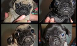 Hello everyone! We have 2 pugs left, they are both girls. One is fawn and one is black. They are 10 weeks old, and have received their first set of shots and are ready to go to a good home. You can reach us at (859) 259-1008 or (859) 259-1008, or at my