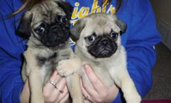 1 male and 1 female, 14 weeks old, AKC registered, call for more info 608 843 6157