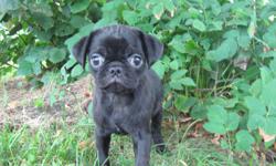 Reg. pug puppies. 1 black female / fawn female / fawn male. Adorable pets that have spent a lot of time being loved already.