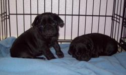 2 black pug puppies, 7 weeks old, AKC registered, vet checked and up to date on shots and dewormed. Please call or text (719)352-6223