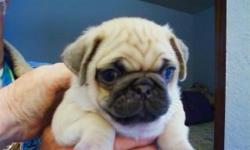 Pug puppies AKC regestered and papered . pure fawns males and females ready for new homes
parents are pure fawn in color these are excellent quality puppies, home grown, given the best of care and diet
they have had their shots and deworming and an