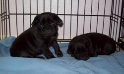 2 black pug puppies, 8 weeks old, vet check, first shots and deworming, AKC Registered. Please call or text 719-352-6223