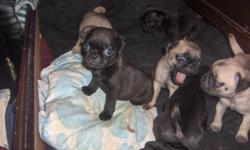 Had 6 pug puppies for sale now have 4 left. Visit needapug.com to learn more.They will be 7 weeks old on 03/17/2011. Have 2 blk & 2 fawn.