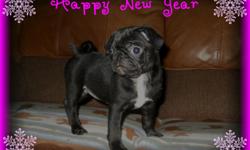 Black pug puppy is 9 weeks old and&nbsp;comes with CKC registration papers, shots, and health certificate from my vet verifying excellent health. Puppy has been socialized with young children and pets. Mommy and Daddy are family pets and are available to