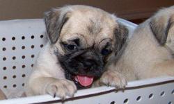 I have female and male Pugapoos. If you love Pugs but have allergies this is the Pug for you. They are a Designer Breed. Very lovable and smart. Great for kids and adults. They have great personalitys very lovable and playful. Easy to train and take