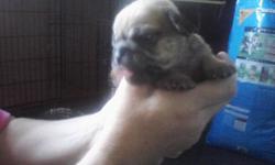 Puggets 3/4 pug, 1/4 terrier. Asking 100 rehoming fee. any questions call karen @ 903-581-5704.