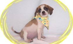 This baby girl is a crazy playful one! She ruff and tuff and ready to tumble. She would love a new family with some kids to play with. She is a Puggle and Shih Tzu mix.She is micro chipped. She comes with her first series of shots, wormings and a Vet