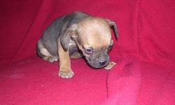 Hello i have 6 beautiful puppies. they are half puggle half boggle. they were born on 8/14/10 they are ready for there new home very healthy and energetic puppys. there are up to date on worming. i have three brindles 2 females and 1 male. i have 2 black