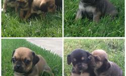 Puggle Puppies for sale! 4 Girls Puppies 2 Boy Puppies Registered Ready to leave the end of October. Willing to hold for Christmas for an extra housing fee Will have first round of shots! Please contact if you would like to meet the pups
