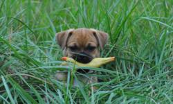 I have one female and one male puggles left.&nbsp; They are really great little puggles that love to play in the back yard with other pets and children.&nbsp; They are EXCELLENT at keeping close by you off leash!&nbsp; They are vaccinated and been