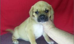 1 Male Pug/Beagle born on 9-20-10. UTD on all shots and comes with a health warranty.
~ Microchipped!
CHECKS AND CREDIT CARDS ACCEPTED!
For More Info
Call: 414-418-6073