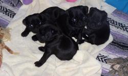 AKC black pug puppies. 3 female, one male. All shots, we also provide all first year immunizations if you bring the puppy back to us. Wormed, treated for fleas, and raised with love and affection. Both parents are on site. Paper trained. Health guarantee.