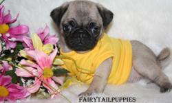 "Little Clowns of the Dog World" These puppies are Full Bred Pugs, Health Clearances, Vet Certified, Well Loved!All pups are up-to-date on all age appropriate shots and wormings and come with a 1 year Health Guarantee. YOU WILL LOVE OWNING A PUG, THEY ARE