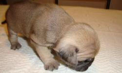 I HAVE TWO BEAUTIFUL FULL BREED PUG PUPPIES I HAVE THREE LEFT 1 BLACK MALE 1 FEMALES THEY WERE BORN ON MARCH 1ST THEY WILL BE AVAILABLE TO GO LIVE WITH THERE NEW FAMILY ON APRIL 19 2011 THEY ARE BEING RAISED IN MY HOME AND ARE BEING RAISED AROUND OTHER