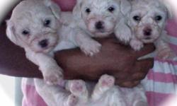 BISHON PURE 2MONTH OLD 2 BOYS LEFT CALL ME AT --