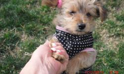 Perfect puppie female waiting to start new year with your family,born oct 27,yorkie poo,5 pounds,all shots up to date.Information call Martha