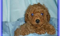 2 male Miniature RED poodles for sale 11 weeks old, all shots and wormings to date, vet'd checked, health warranty, eating reg puppy food, sleeping though the night, happy friendly little guys. Ready for their new homes.