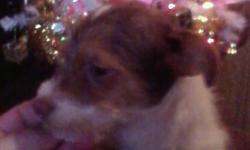 1&nbsp;Designer Puppy left&nbsp;/Toy Chorkie
4 months old&nbsp;white with brown and tan&nbsp;spots with long hair&nbsp;
&nbsp;
Sire and Dam are&nbsp;chorkies:
Mother&nbsp;is white with tan spots 2 yrs old weighs 8 lbs, father is&nbsp;long hair silver and
