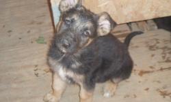 german shepherd puppies 2 months old
negotiable price!